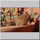 Troglodytes troglodytes - Zaunkoenig 08.jpg